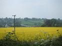 184 -  Rape-seed field